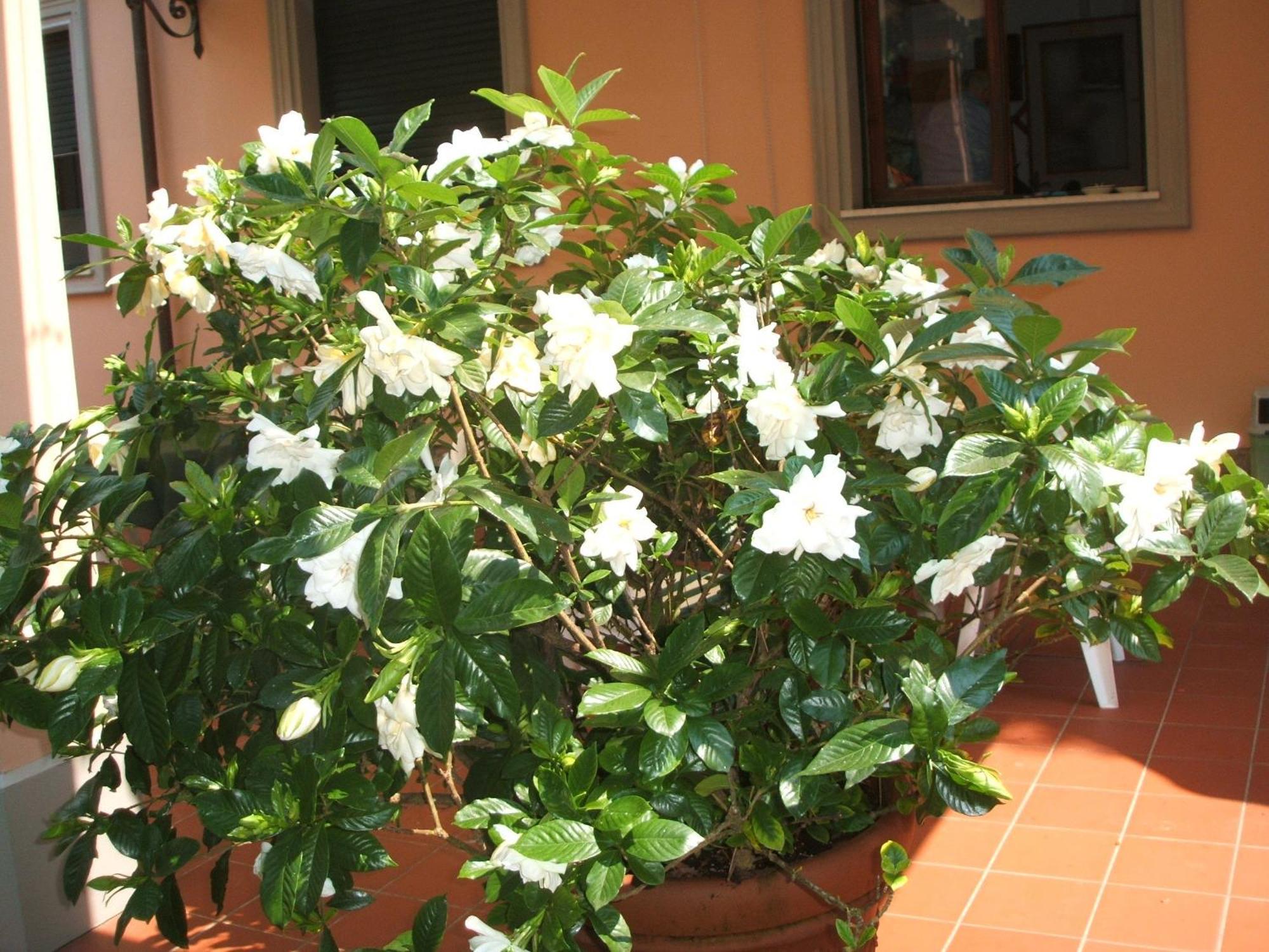 Hotel Astor Victoria Forte dei Marmi Eksteriør bilde